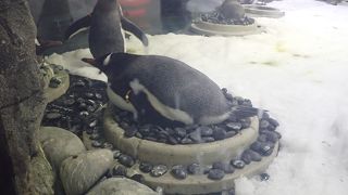 ペンギンがかわいい！