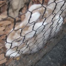 まだ茶色さが残るエゾユキウサギさんの様子