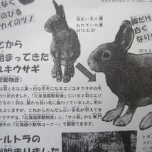 冬毛には足から生え変わるんですねぇ～。勉強になりました。