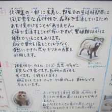 タヌキさんもカエルちゃんを食べるんですねぇ～(^^;)。