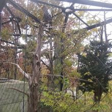 ワシタカさん達はこちらにて。