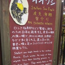 オオワシの解説はこんな感じ。