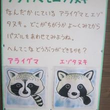 アライグマとエゾタヌキの見分け方( ´∀｀ )。