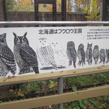 北海道はフクロウ王国でもあるんですねぇ～。