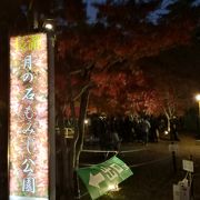 公園の紅葉を見事にライトアップ