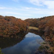 水郷県民の森の風景