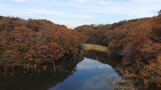 メジロと遊んできました。