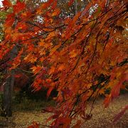 近場でお手軽紅葉