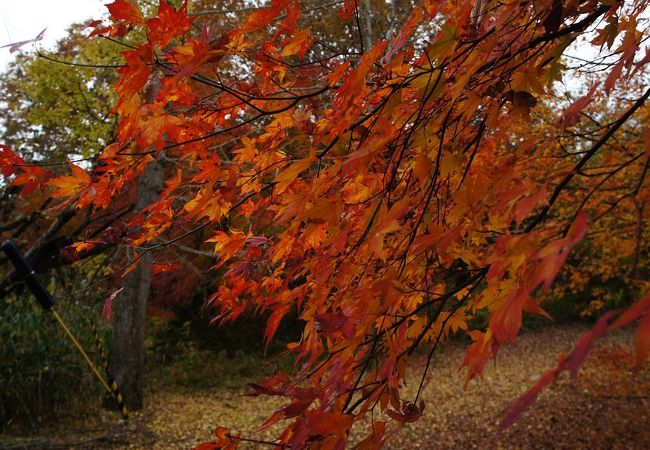 近場でお手軽紅葉