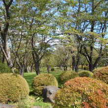 聖光寺境内の木々