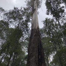 高いユーカリの木