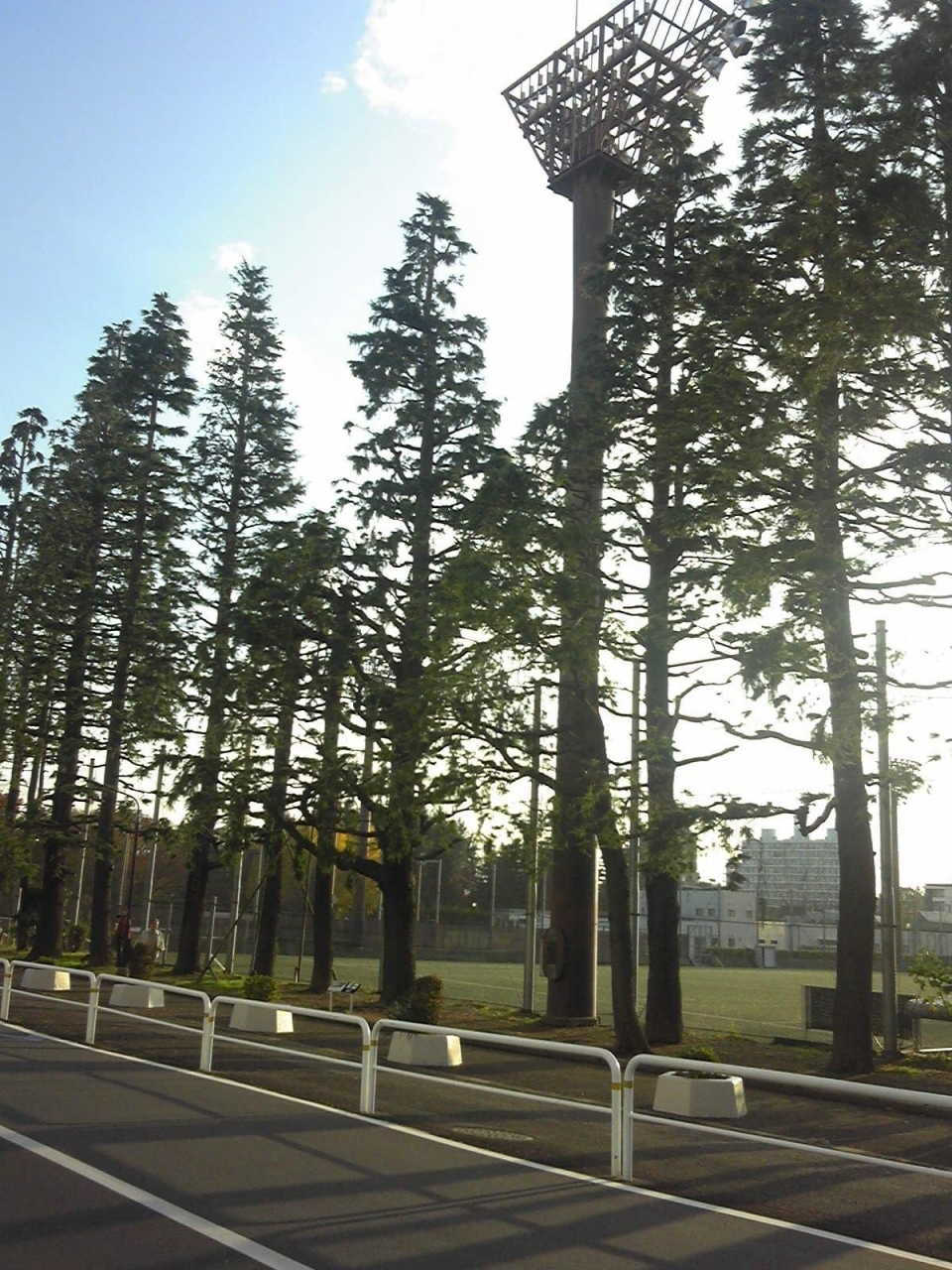 晩秋の世田谷公園