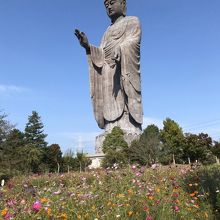 コスモスの花と大仏様