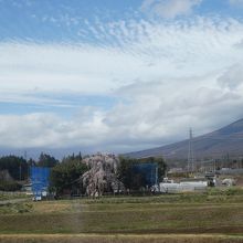 古い桜のようです。