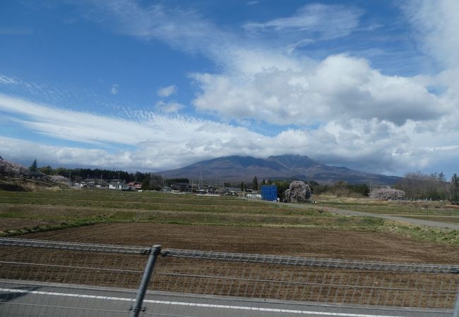 神田の大イトザクラ