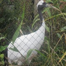 目の前にこの子がいらっしゃいました( ´∀｀ )