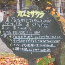 動物園内で植物園テイストを楽しむのも一興ですね(;^ω^)