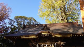 イチョウの葉が色づいていました