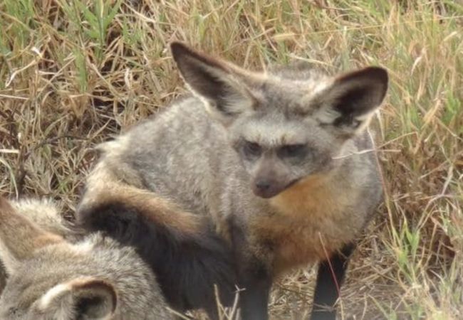 貴重な動物達に短時間で出会える