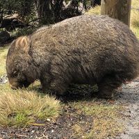 ウォンバットがいる