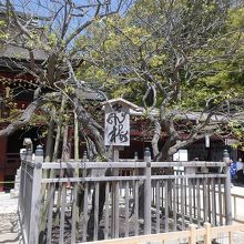 本殿前に堂々と