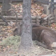 立派な角を携えながら、一生懸命餌を食む秋の雄鹿さんの様子