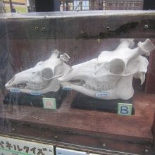 ヤクシカさんとエゾシカさんとの骨格標本の様子