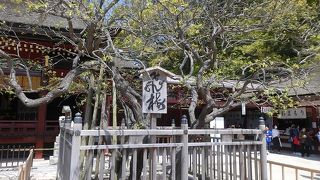 飛梅、今も健在