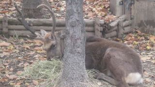 秋の雄鹿は立派な角に要注目です。
