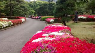 ツツジの様々な色の花が咲き誇っていて、最高に美しかったでした
