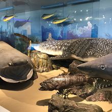 済州島の海の生き物