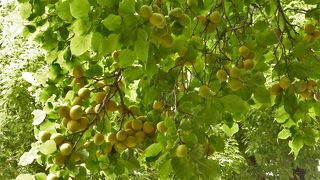 梅の実がたわわ