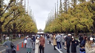 見ごろは１２月に入ってから。人は多いが土日か平日午後のホコ天に行くべし。