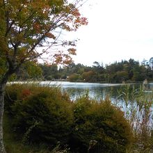 木々に囲まれた蓼科湖