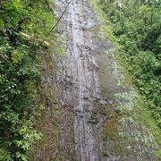 ハワイの熱帯雨林の中です