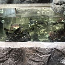 カメの子供たち