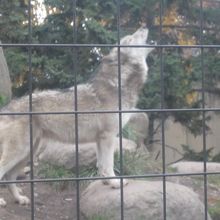 絶賛遠吠え中（？）のオオカミさんの様子