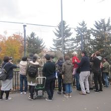 鳴き声につられて、沢山の方が集まってきました