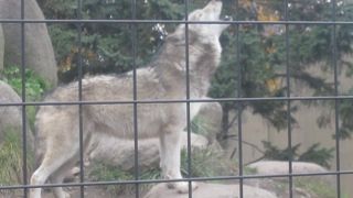 エゾオオカミの歴史を紹介する絵画の通路が秀逸だと思いました！