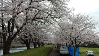 桜と菜の花が楽しめる