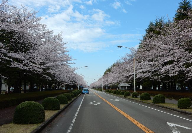 研究所の敷地を貫く通りに桜が咲き誇る