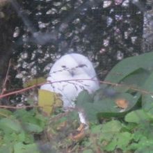 真っ白で可愛いシロフクロウさんの様子