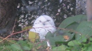紛らわしいシロフクロウ舎もあります