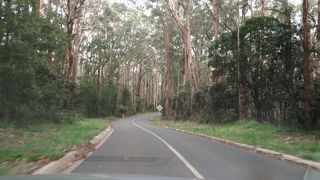 コアラ見えず！