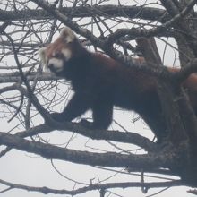 吊り橋を渡った後、木に登るレッサーちゃんの様子