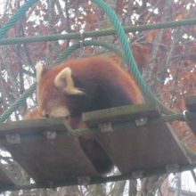 吊り橋横断中のレッサーちゃん。途中で休憩することも。