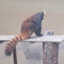 だらっと垂らしたフワフワの尻尾も可愛いっ( ´∀｀ )。