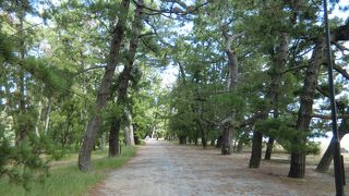 松並木がすばらしい