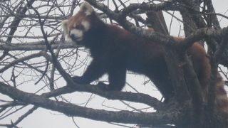 札幌の円山動物園との比較も楽しいです