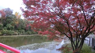 紅葉が美しかった